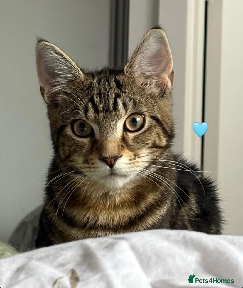 Mixed Breed cats Loving male tabby cat looking for a forever home  - Advert 1