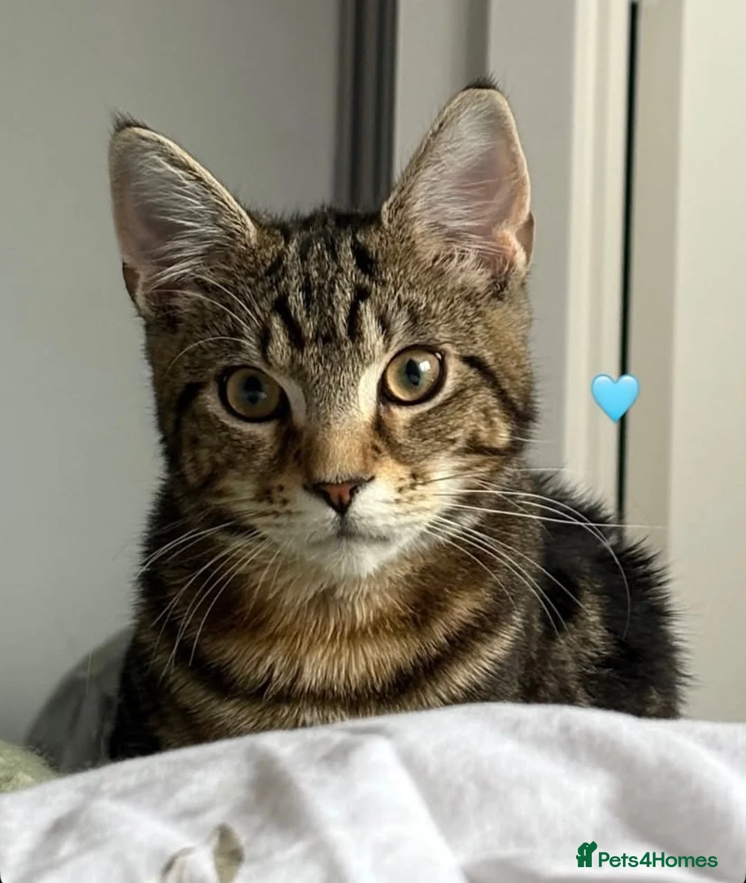 Mixed Breed cats for sale: Loving male tabby cat looking for a forever home  - Advert 1