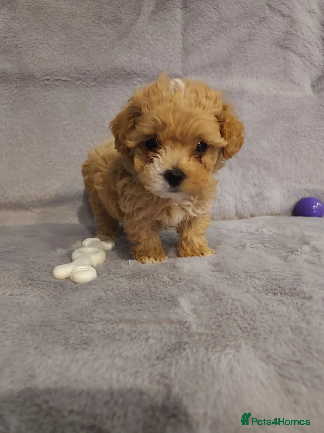 Maltipoo dogs for sale: Beautiful Very Tiny F1B maltipoos - Advert 1