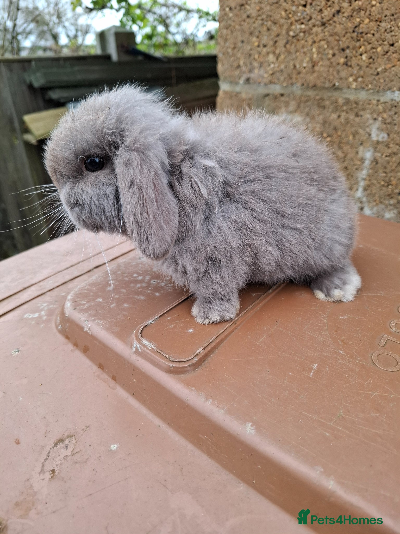 Mini Lop rabbits Mini lop boy - Advert 17