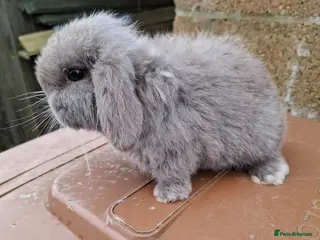 Mini Lop rabbits Mini lop boy - Advert 17