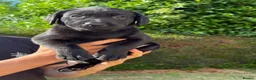 Labrador Retriever dogs for sale: KC Labrador pups for sale (fox red and black) in Shrewsbury - Advert 28