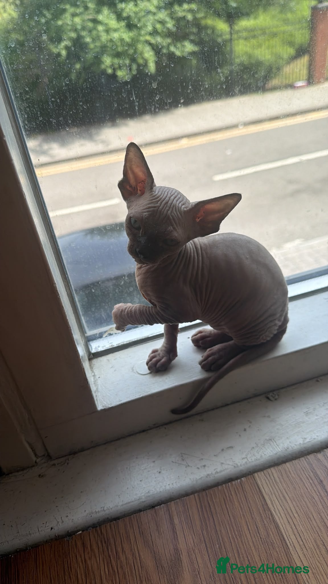 Sphynx cats Sfinx - Advert 7