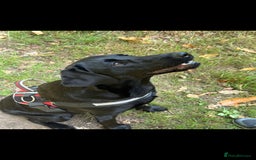 Labrador Retriever dogs for sale: KC Reg Labrador Puppies - Therapy Dog Mum - Image 16