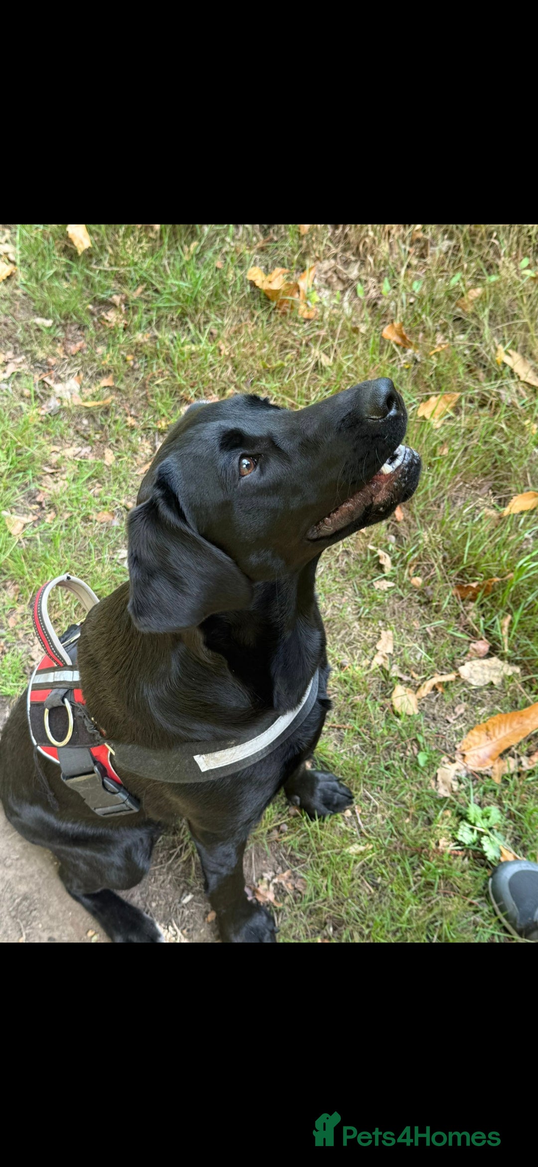 Labrador Retriever dogs for sale: KC Reg Labrador Puppies - Therapy Dog Mum - Image 16