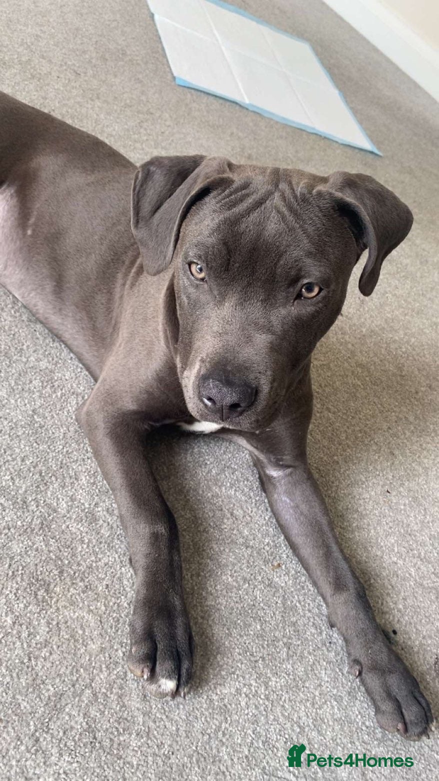 Staffordshire Bull Terrier dogs Male 7 month old blue staff  - Advert 1