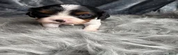 Cavalier King Charles Spaniel dogs for sale: KC REG EXTENSIVELY HEALTH TESTED CAV BABIES  - Advert 14