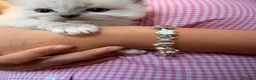 Ragdoll cats for sale: Ragdoll kittens for sale  in Romford - Advert 6