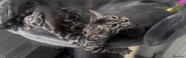 Silver 🐆🩶
