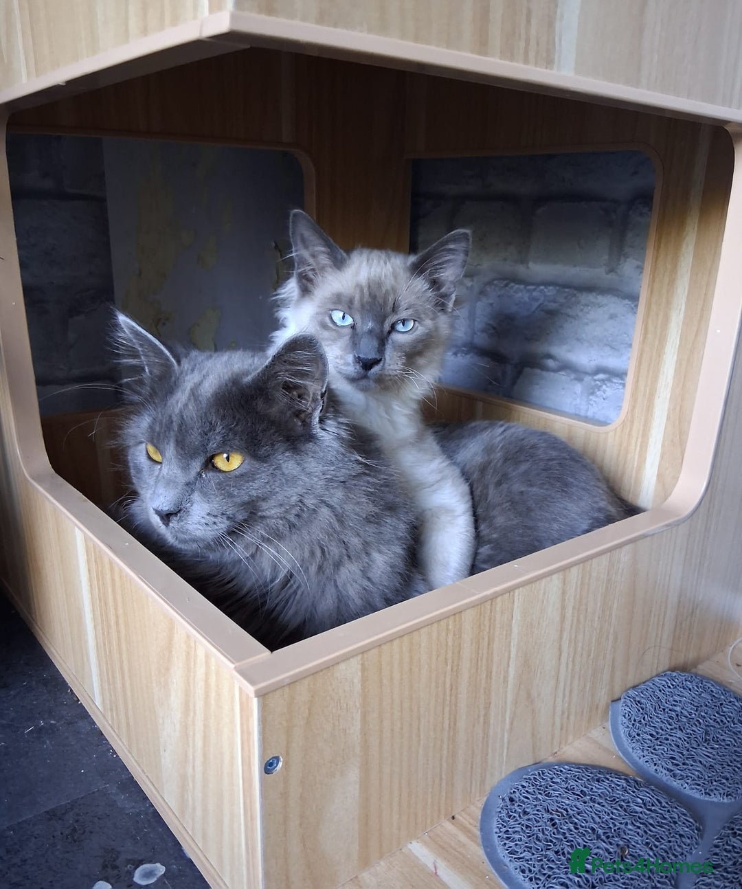 Ragdoll cats for sale: Two stunning brothers looking to be rehomed - Advert 1