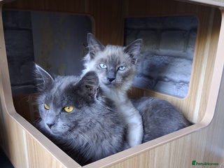 Ragdoll cats Two stunning brothers looking to be rehomed - Advert 1