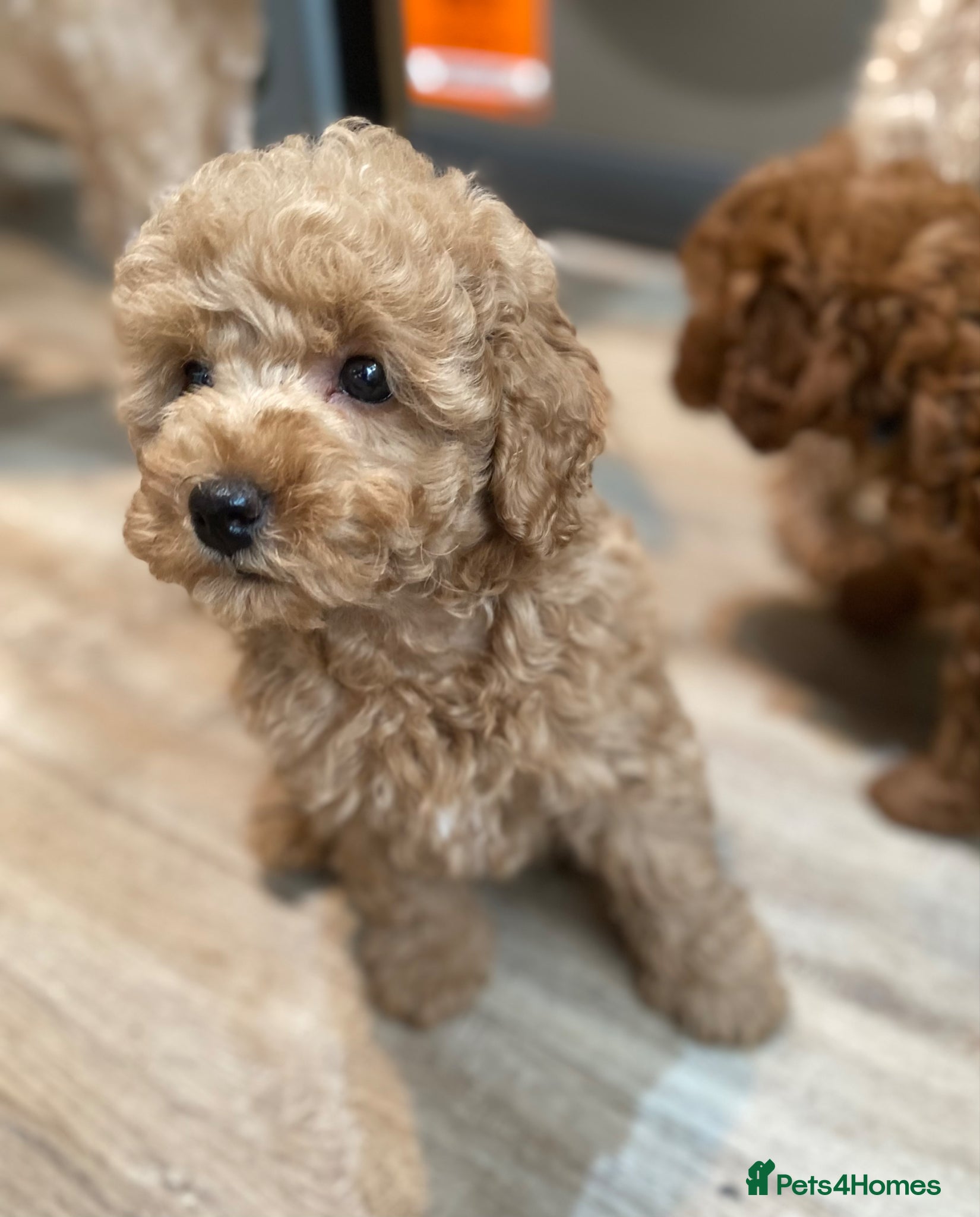 Toy Poodle dogs Toy Poodles KC Registered Ready now - Advert 2