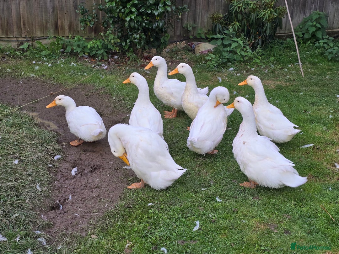 Ducks poultry for sale: 8 Aylesbury Ducks - Image 1