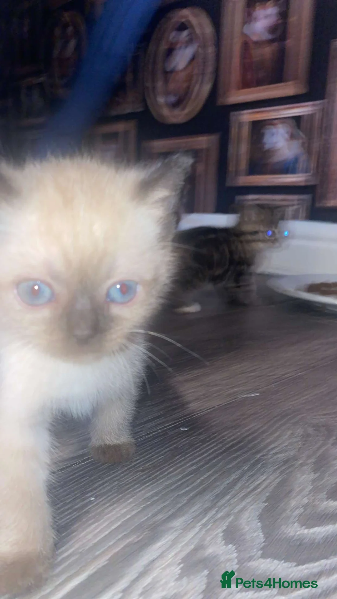 Mixed Breed cats for sale: Colourpoint kitten male - Advert 2