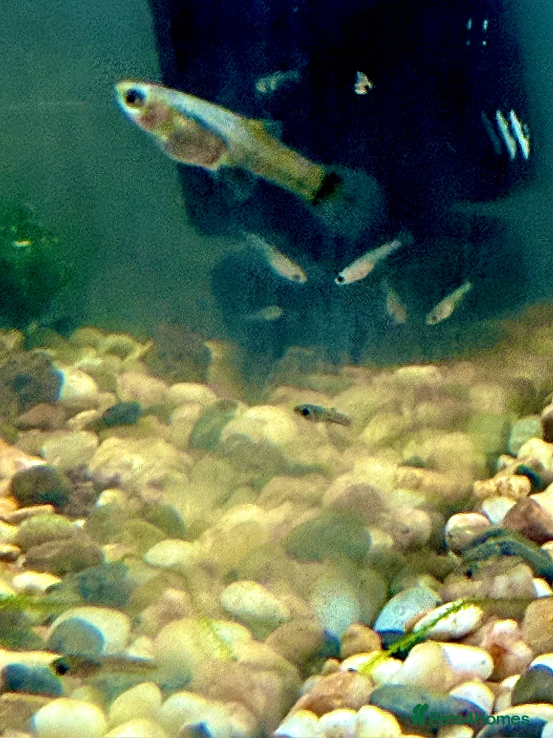 Live Bearers fish for sale: Guppy fry - assorted colours  - Advert 7