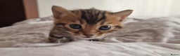 Bengal cats for sale: Georgeous bengal girl  - Advert 4