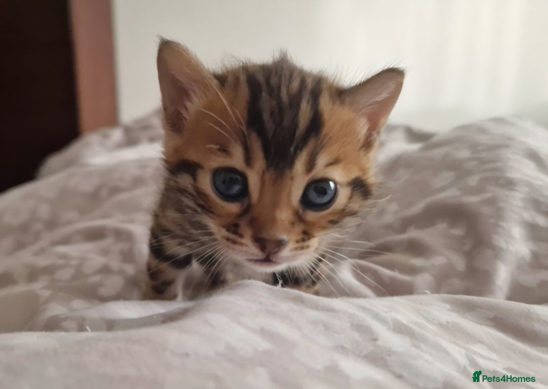 Bengal cats for sale: Georgeous bengal girl  - Advert 4