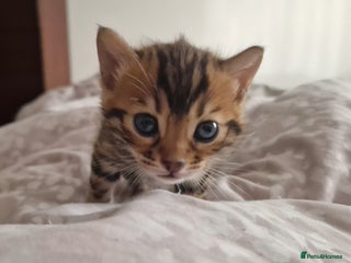 Bengal cats Georgeous bengal girl - Advert 1