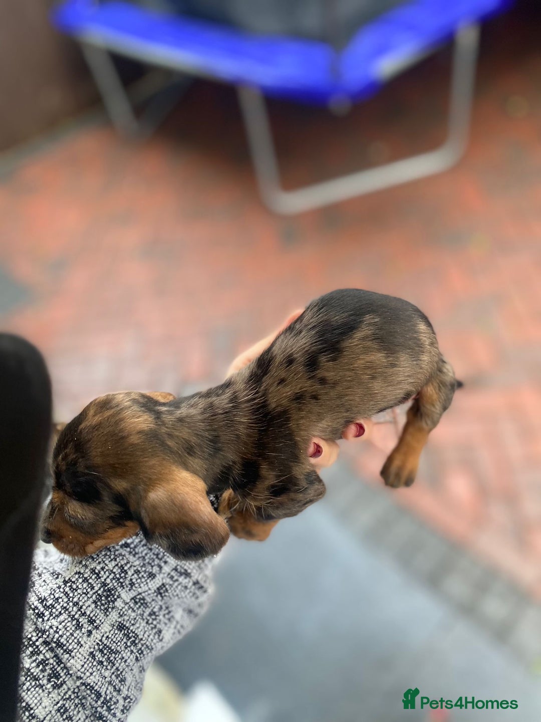Miniature Dachshund dogs for sale: Beautiful Teckle puppies (Wire Hair Dachshunds) - Advert 17