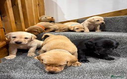 Labrador Retriever dogs for sale: Early Autumn Labrador Puppies - Image 13