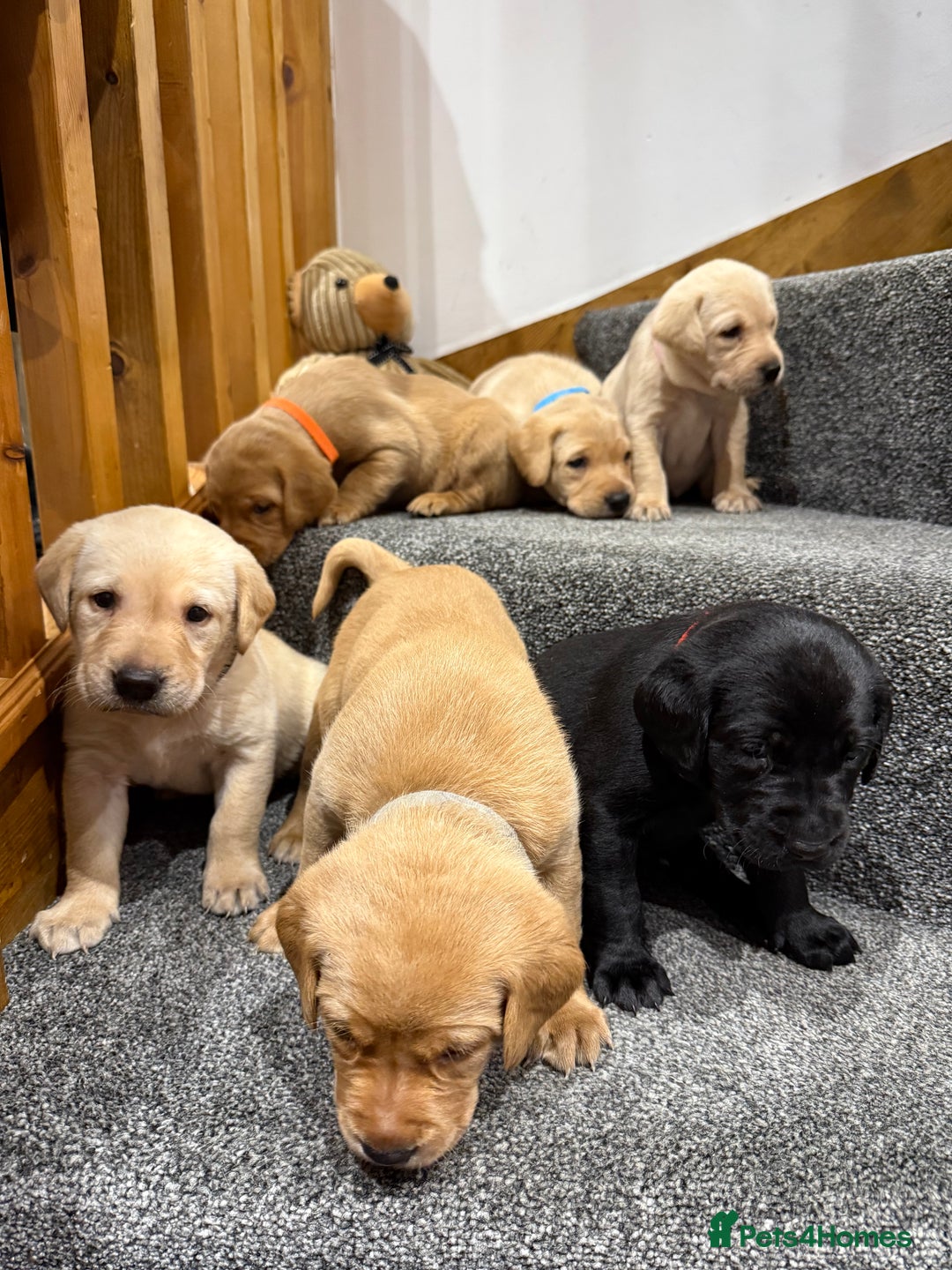 Labrador Retriever dogs for sale: Early Autumn Labrador Puppies - Image 13
