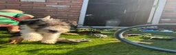 Fox Terrier dogs for sale: Beautiful Fox Terrier Puppies Available  - Advert 6
