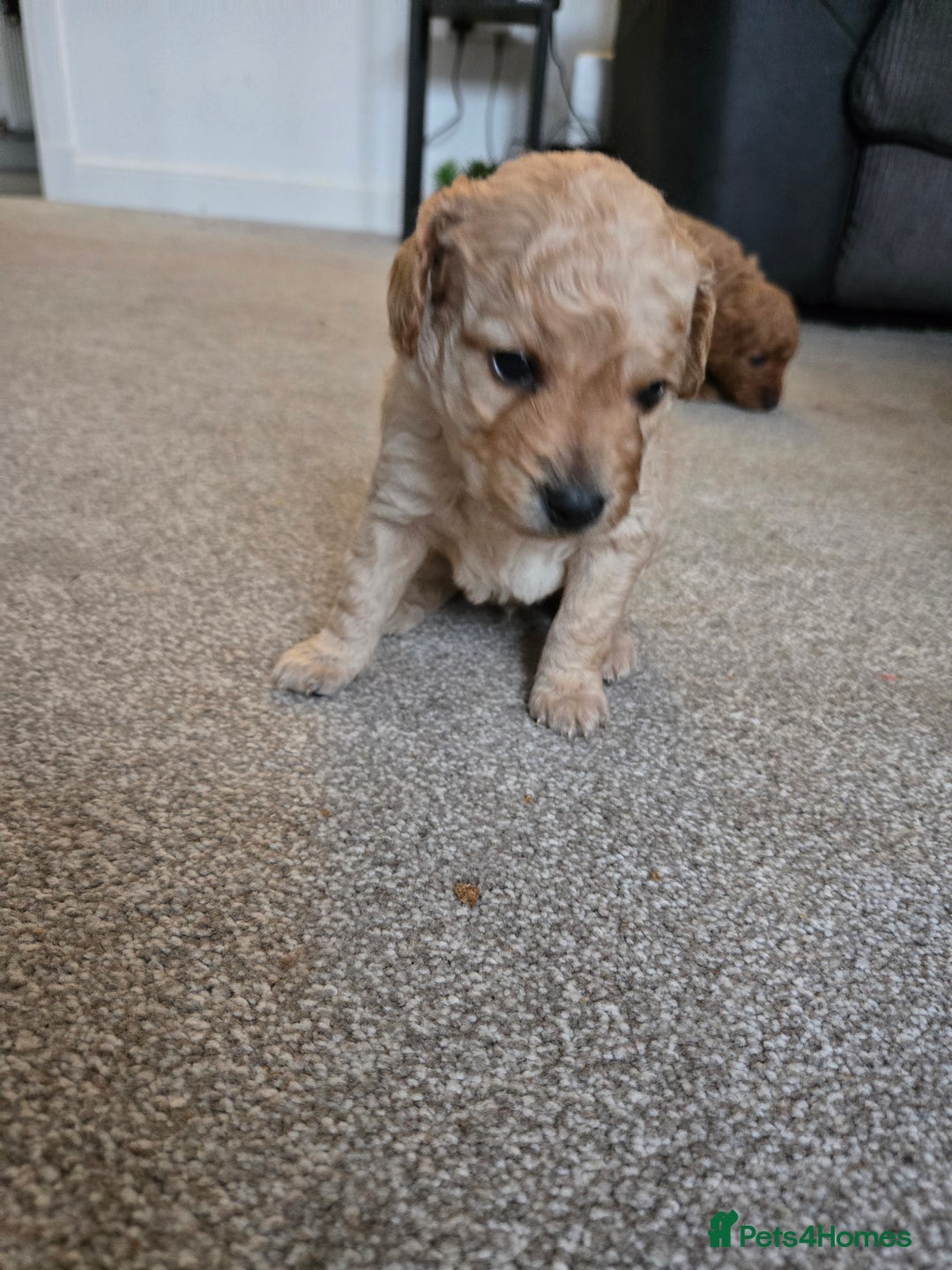 Cockapoo dogs for sale: 6 male Cockapoo puppies. Ready 13th Jan.  - Advert 25