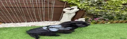 Cocker Spaniel dogs for sale: Indi (selling due to change in circumstances)  in Leeds - Advert 3
