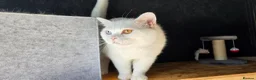 British Shorthair cats for sale: Beautiful British kittens - Advert 20