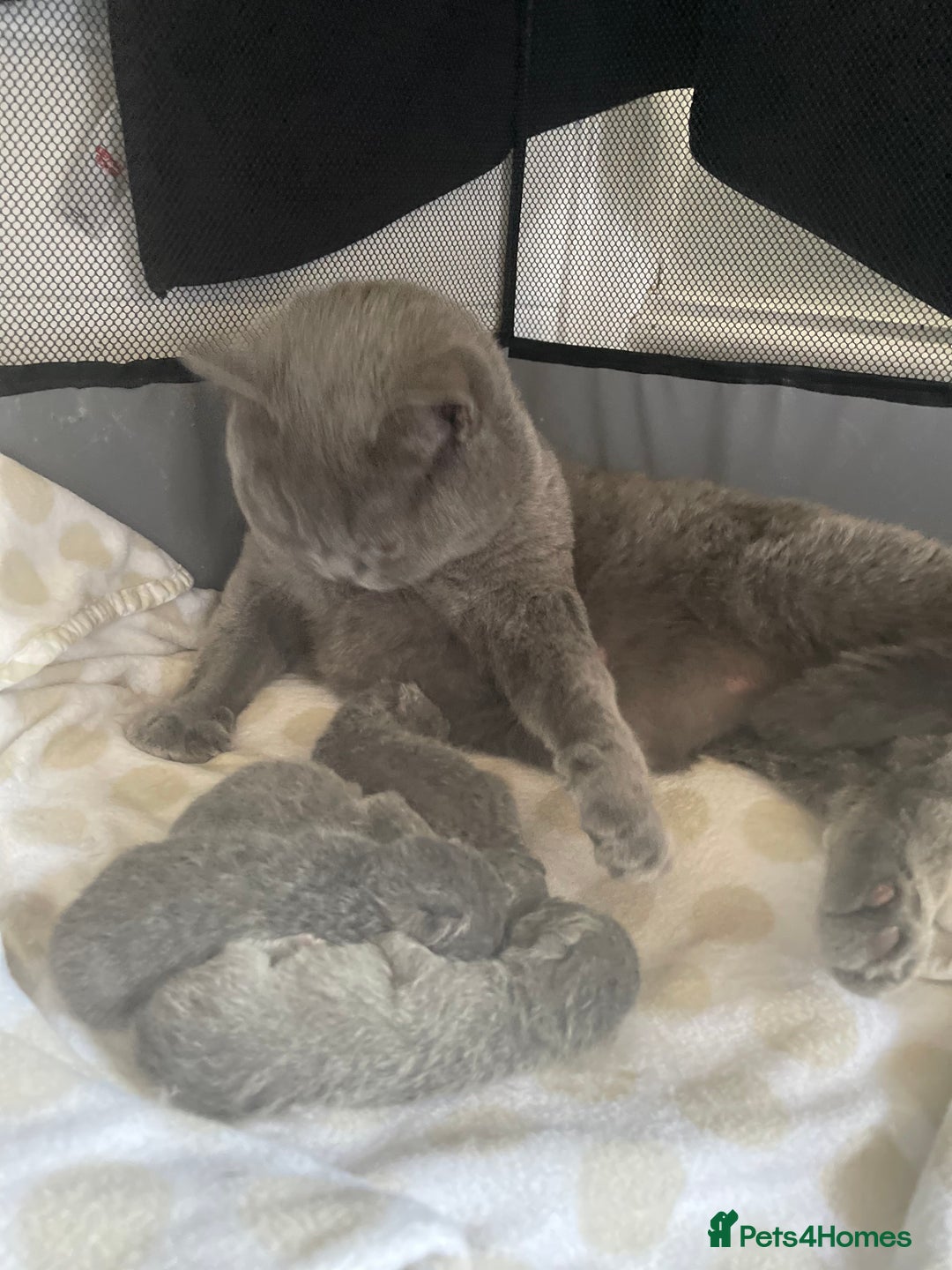 British Shorthair cats for sale: Stunning blue British shorthair kittens - Image 13