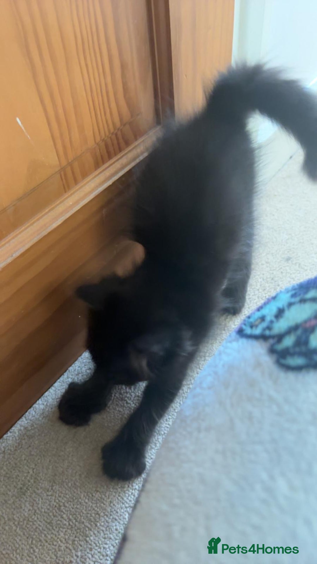 Mixed Breed cats for sale: black Siberian mixed  - Image 7