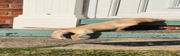Labrador Retriever dogs for sale: Labrador retriever female puppy - Advert 3