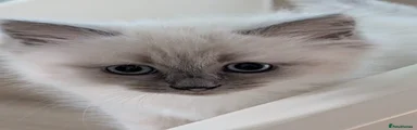 Ragdoll Kitten 2