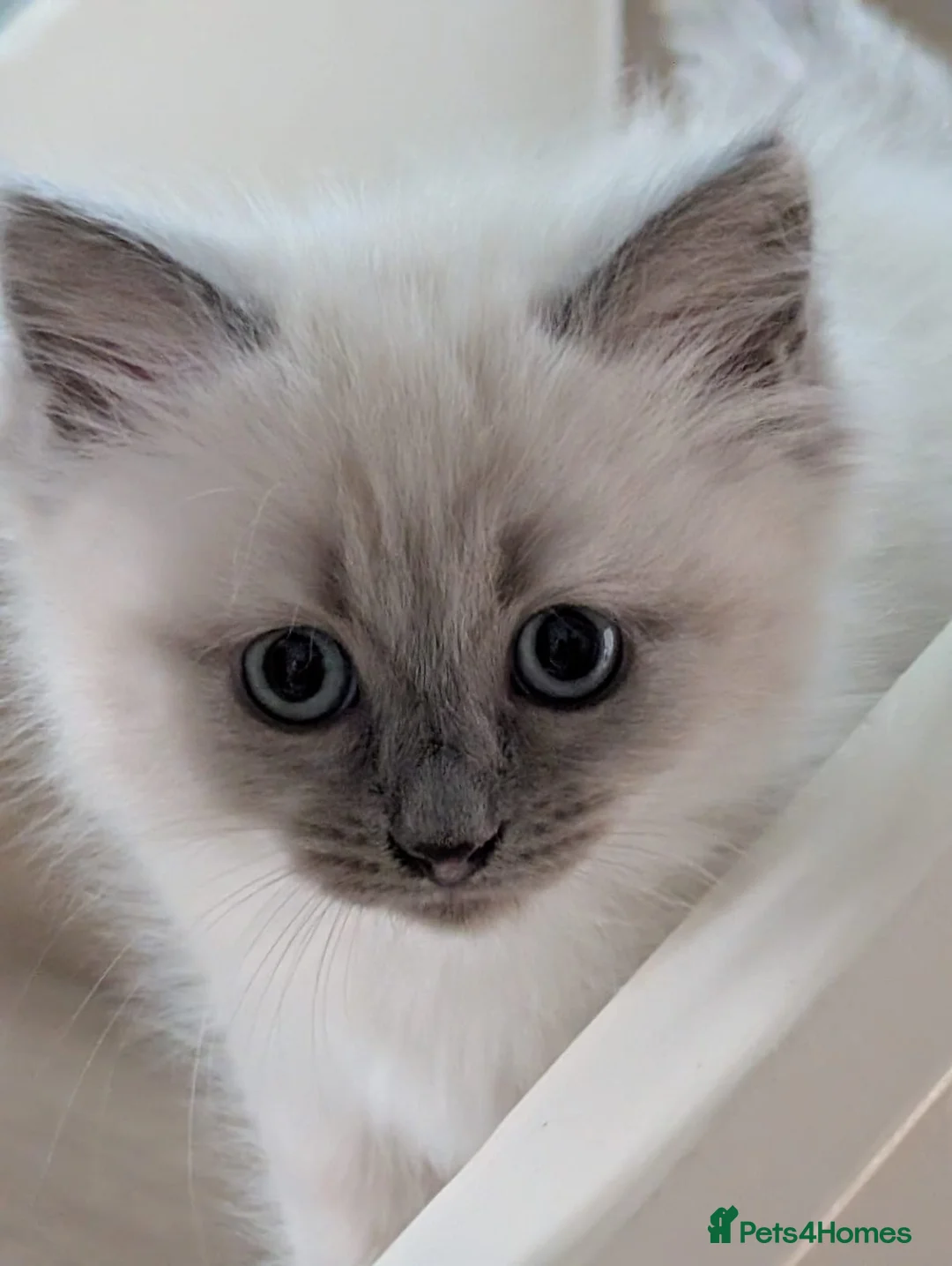 Ragdoll cats for sale: Ragdoll kittens  - Advert 2