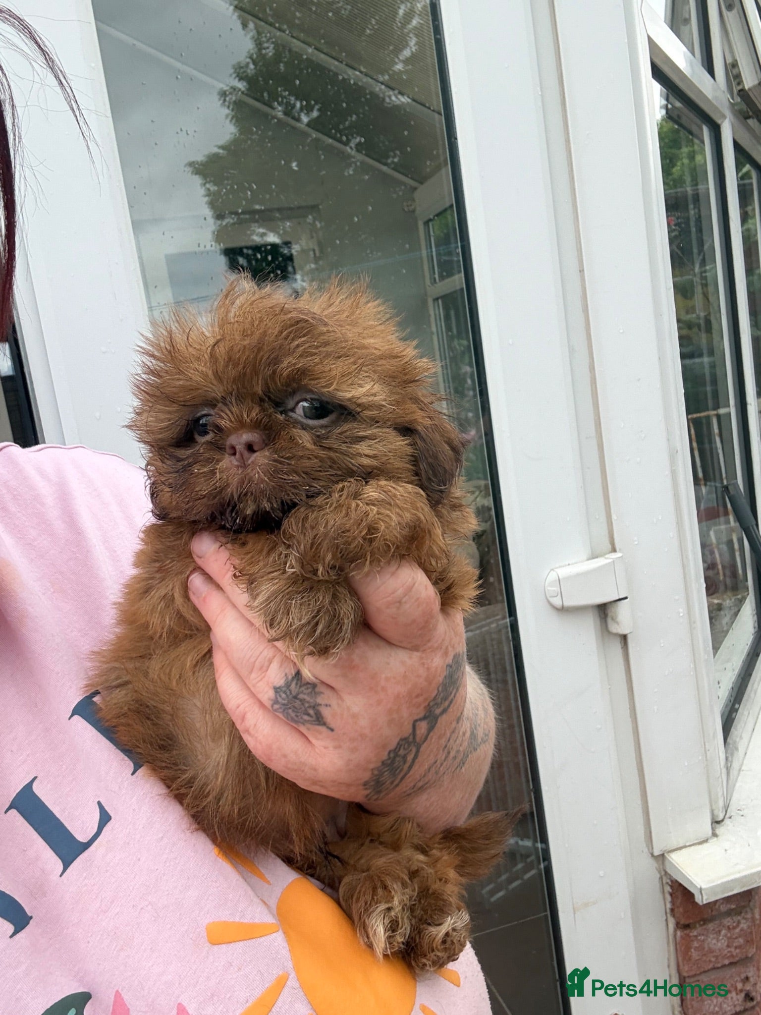 Shih Tzu dogs Puppies Ready Now - Advert 1