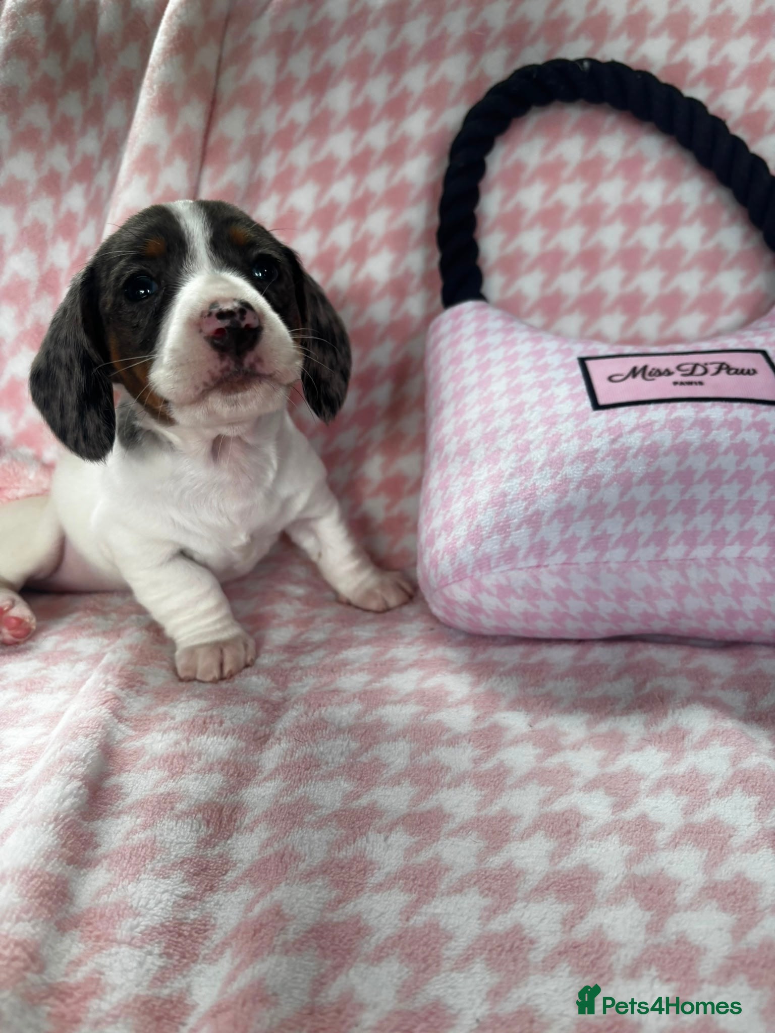 Miniature Dachshund Puppy 4