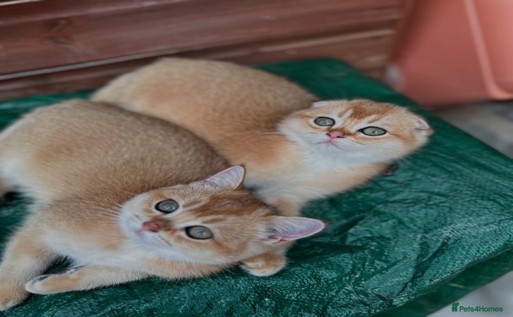Scottish Fold cats - Advert 10
