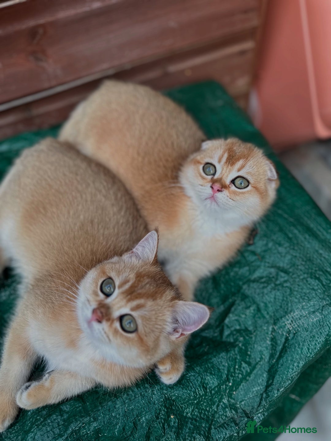 Scottish Fold cats for sale: 1male  1 female READY TO COLLECT - Image 1