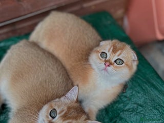 Scottish Fold cats 1male 1 female READY TO COLLECT - Advert 16