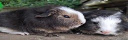 Guinea Pig rodents for sale: Three, 6 week old baby Swiss Brothers.  - Advert 5