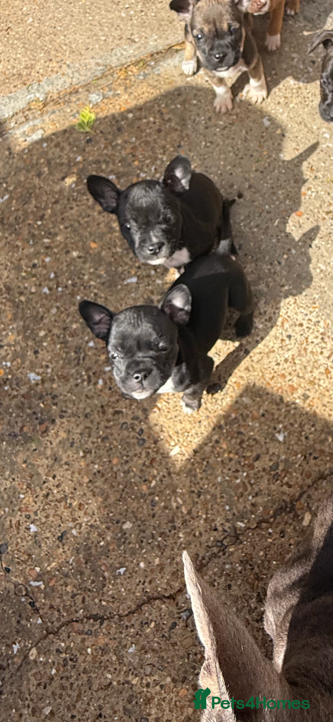 Mixed Breed dogs All sold  - Advert 7