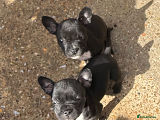 Mixed Breed dogs All sold - Advert 3