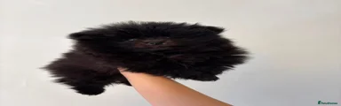 🖤 Black Female Pomeranian/ Dolly 
