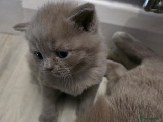British Shorthair cats for sale - Advert 1