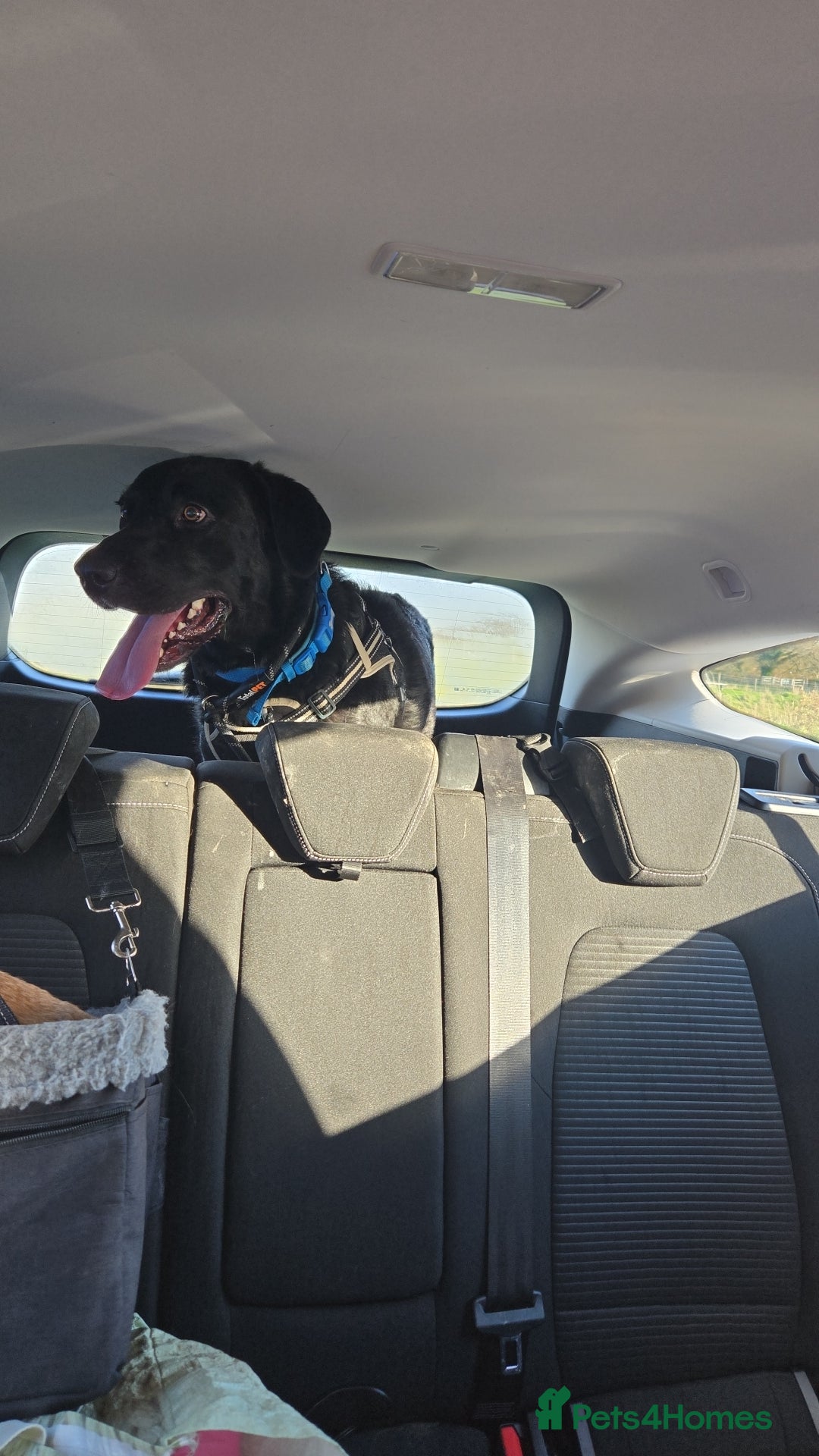 Mixed Breed dogs for adoption: Lab/Collie  - Advert 2