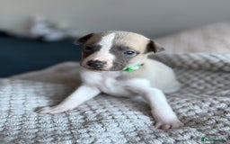 Whippet dogs for sale: 🏆KC Whippet Puppies - Gentle, Elegant & Loving🏆 - Image 21