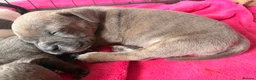 Mixed Breed dogs for sale: Frenchie x staff puppies  in Alfreton - Advert 11