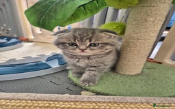 Scottish Fold cats for sale: Scottish Fold/Straight kittens  - Image 12
