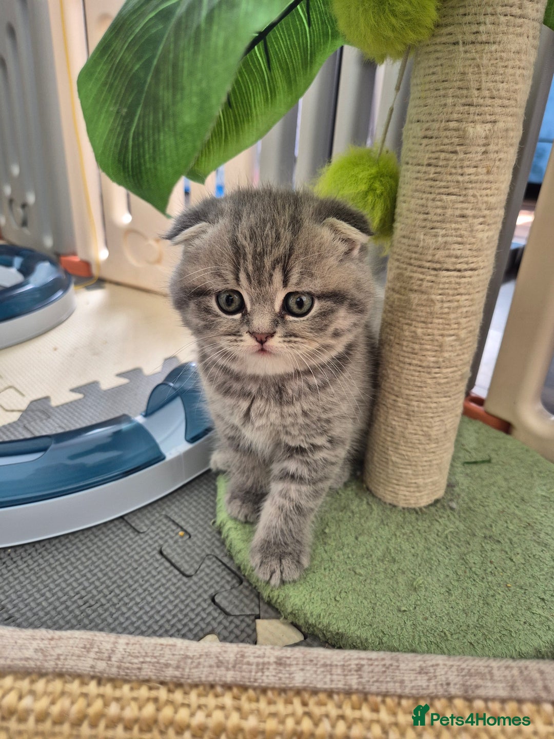 Scottish Fold cats for sale: Scottish Fold/Straight kittens  - Image 12