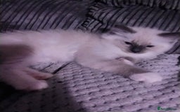 Ragdoll cats for sale: Male bluepoint ragdoll  - Image 3